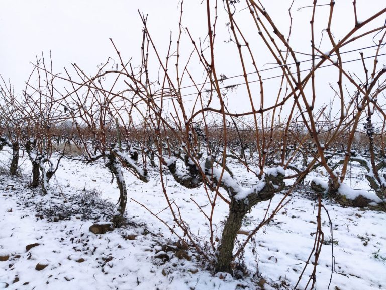 viñedos nevados