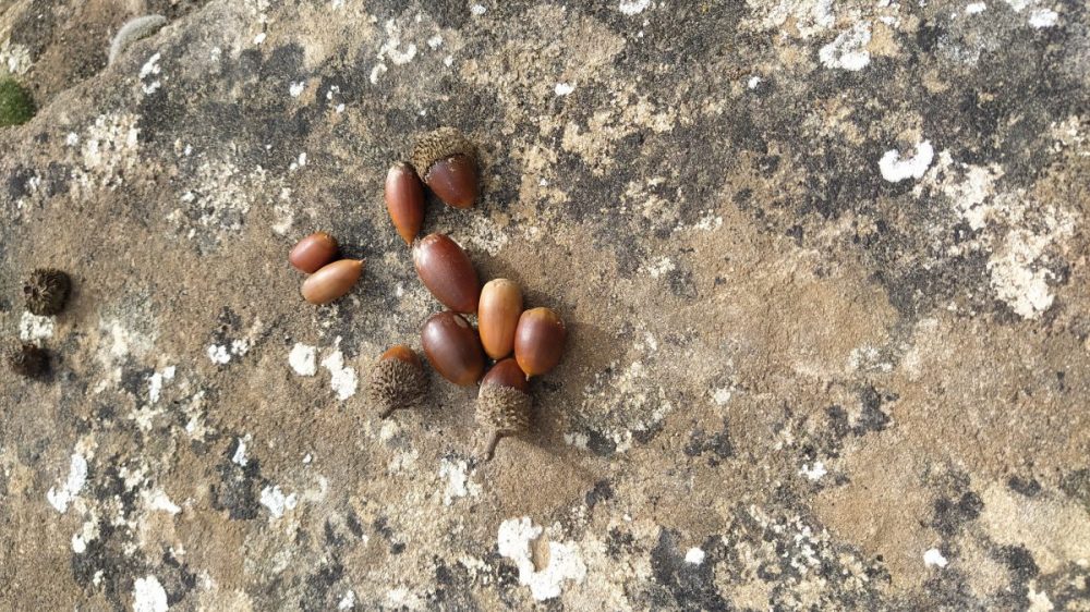 bellotas 1