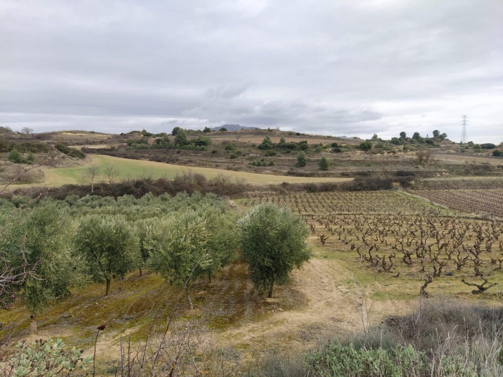olivos2 1